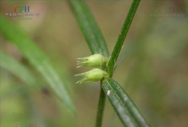 每周一药｜白花蛇舌草