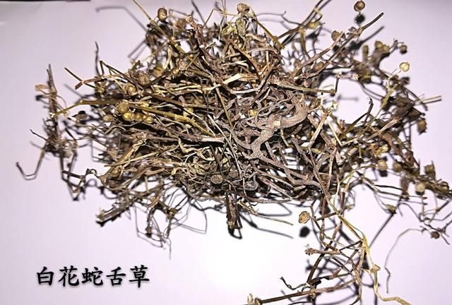 每周一药｜白花蛇舌草