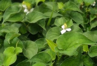农村常见可以做凉茶的草(在山上路边那个凉茶草叫什么)图4