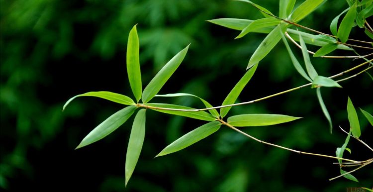 农村常见可以做凉茶的草(在山上路边那个凉茶草叫什么)图6