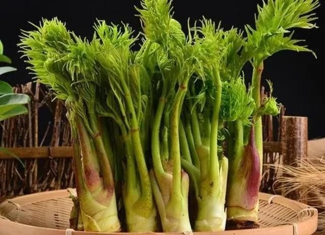 长白山下东北山野菜——刺嫩芽