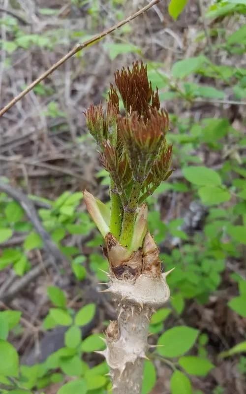 长白山下东北山野菜——刺嫩芽