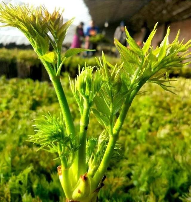 长白山下东北山野菜——刺嫩芽