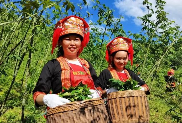 桂林平乐 | 一片甜茶叶，托起平乐瑶乡茶农致富梦