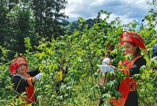 桂林平乐 | 一片甜茶叶，托起平乐瑶乡茶农致富梦