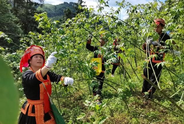 桂林平乐 | 一片甜茶叶，托起平乐瑶乡茶农致富梦