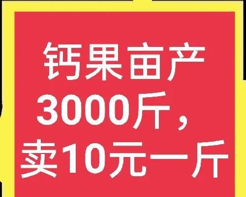 优秀水果大分享——钙果，它到底有什么优点，为什么能卖这么贵？