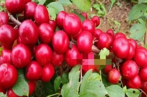 优秀水果大分享——钙果，它到底有什么优点，为什么能卖这么贵？