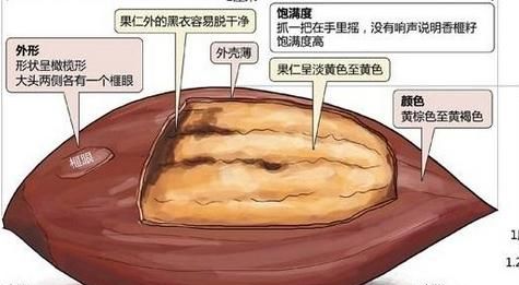 野生香榧可以吃吗(秦岭野生香榧)图4