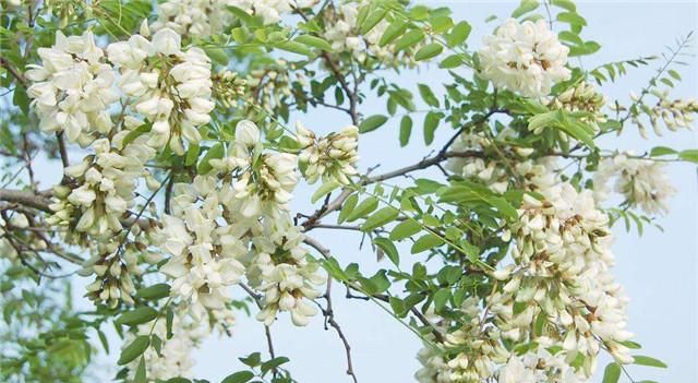 槐花开啦！槐花不仅味美还能止咳润肺、清肝火！