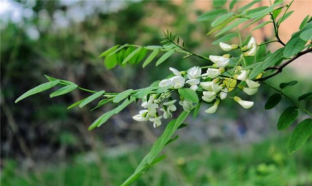 槐花开啦！槐花不仅味美还能止咳润肺、清肝火！