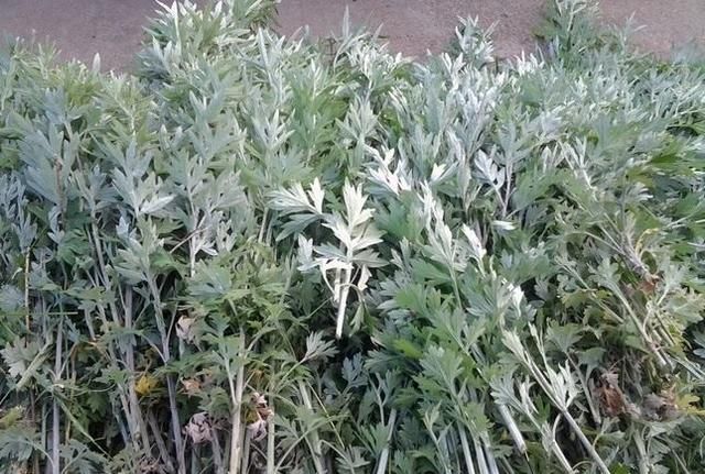 艾草如何泡脚能发挥最好的药效图4