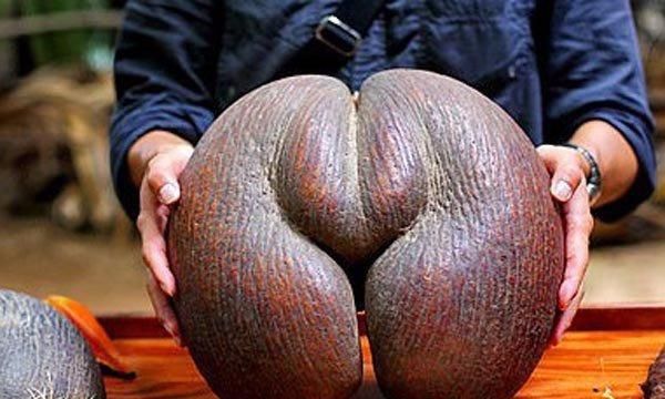 哪些水果你觉得奇葩又难吃图3