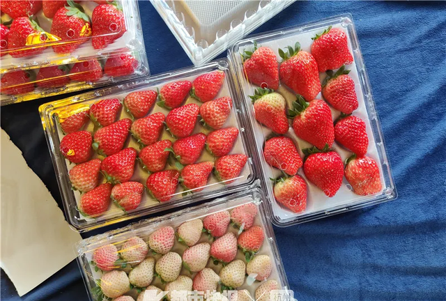 68元一斤仍供不应求，吃过的人说它甜过初恋！今年的草莓季，你尝鲜了吗？
