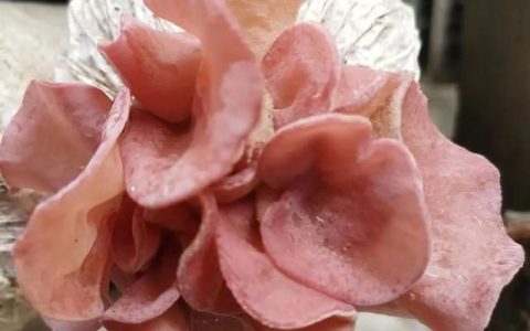 最适合烫火锅的菜,什么烫火锅好吃