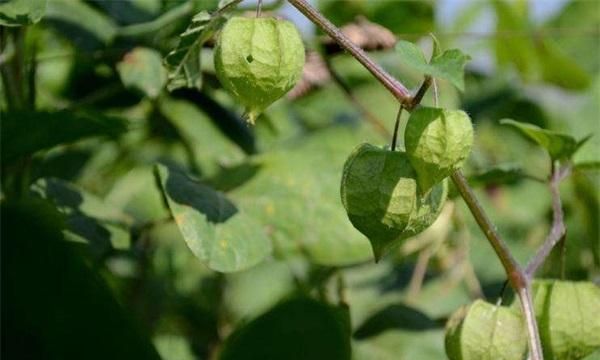 灯笼草有什么药用价值,在农村种植灯笼草有什么药用价值图2