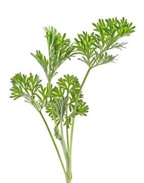 在农村能用来当猪饲料的野菜有哪些呢图6