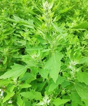 在农村能用来当猪饲料的野菜有哪些呢图8
