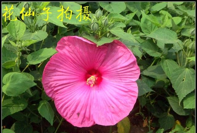 木芙蓉和芙蓉葵怎么区分的,木芙蓉大花芙蓉葵图1