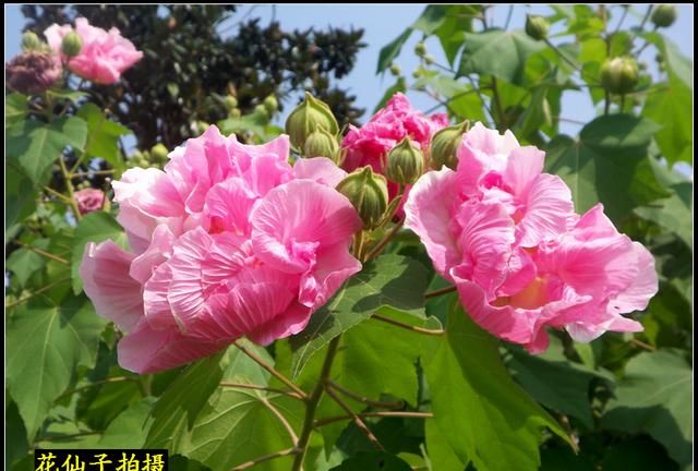 木芙蓉和芙蓉葵怎么区分的,木芙蓉大花芙蓉葵图2