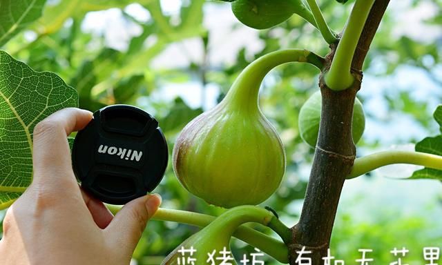 蓝蓝1分钟说营养——无花果