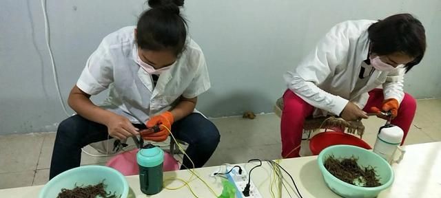 为什么鸡吃了蜈蚣,蝎子等不会中毒呢图7