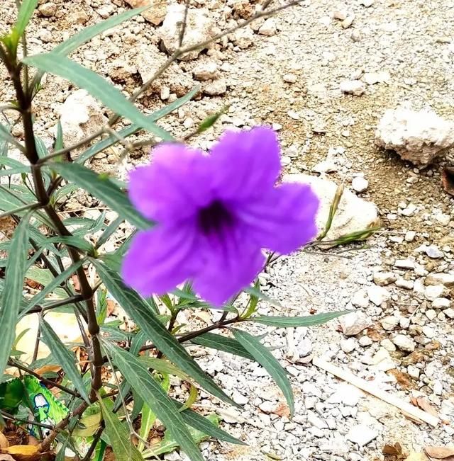 有一种草药叫做七叶一枝花,中药材七叶一枝花功效是什么图1