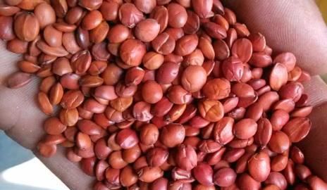 详细解说一下中药“酸枣仁”，其功效作用