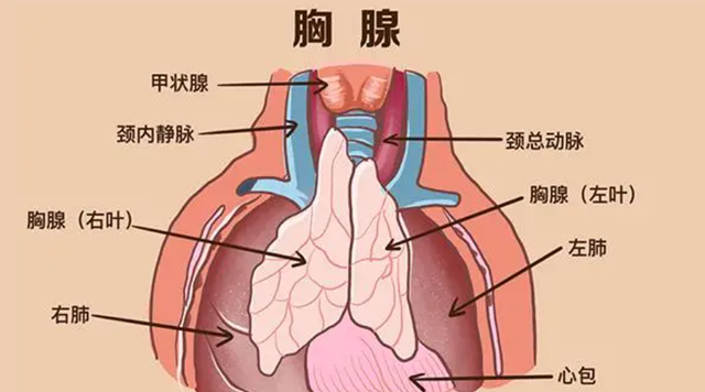 胸腺肽是提高免疫力的常用药物，可以长期服用吗？有副作用吗？