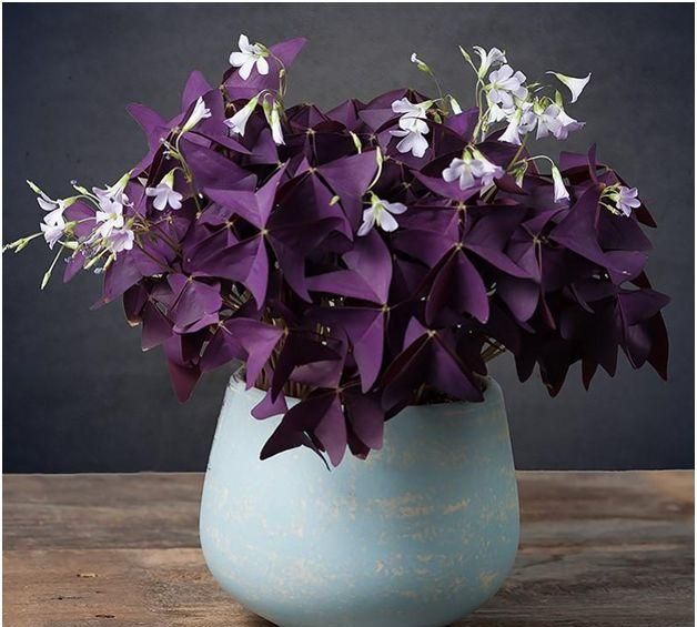 适合养在窗台上的紫叶酢浆草盆栽，春末夏初能开出精致花朵