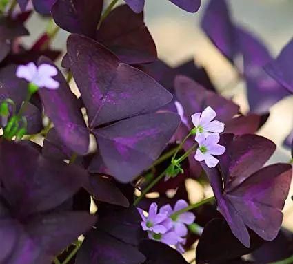 适合养在窗台上的紫叶酢浆草盆栽，春末夏初能开出精致花朵