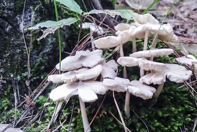 佛山南丹山发现多株野生灵芝 黑白各色不可食用