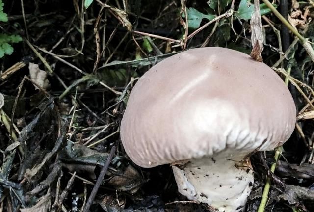 佛山南丹山发现多株野生灵芝 黑白各色不可食用