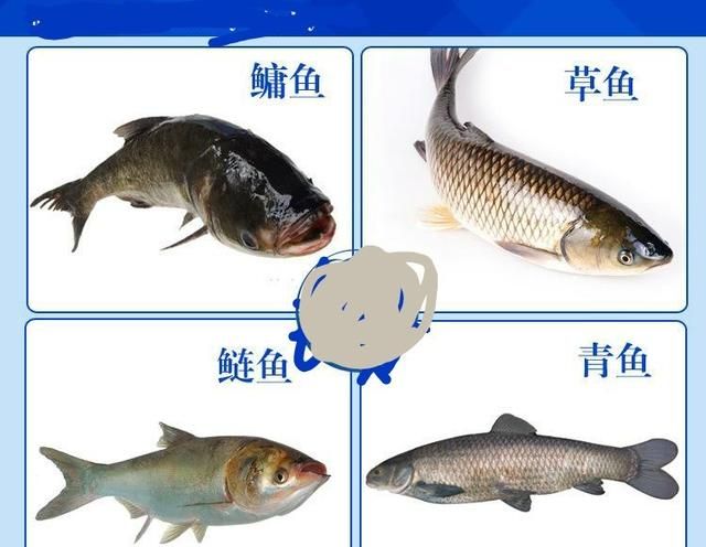 鱼刺多的最佳吃法(四大家鱼刺最少的鱼是哪个)图1