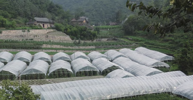 高山番茄避雨栽培技术