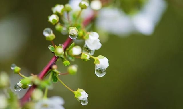 暑天自制中药花露，清热解毒、悦脾开胃