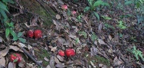 武夷山正红菇的功效和作用 武夷山正红菇的做法步骤教程