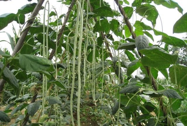 豇豆怎么种植,豇豆怎么种植适合什么肥图1
