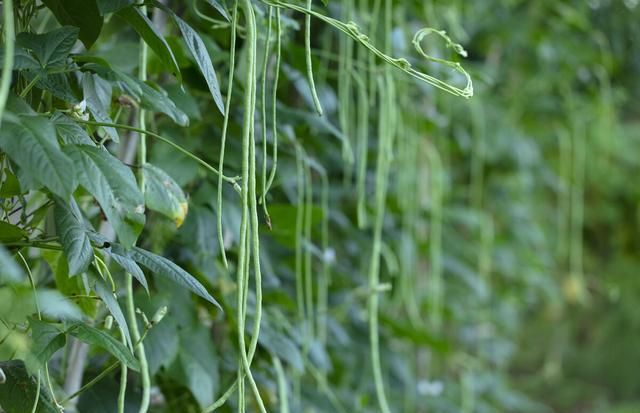 豇豆怎么种植,豇豆怎么种植适合什么肥图3