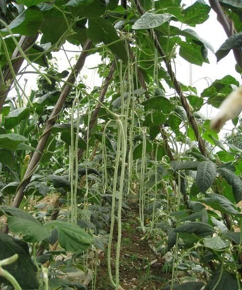 豇豆怎么种植,豇豆怎么种植适合什么肥图4
