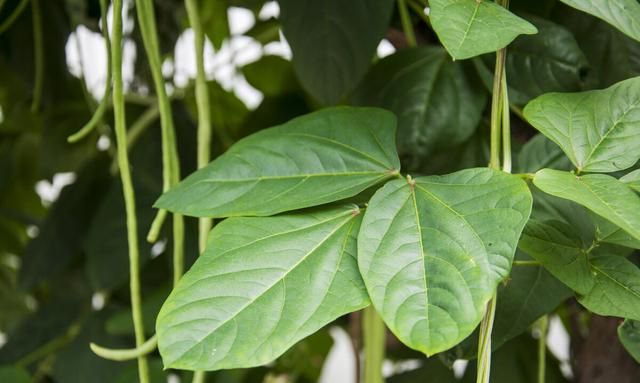 豇豆怎么种植,豇豆怎么种植适合什么肥图5