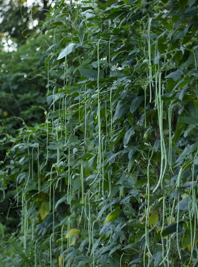 豇豆怎么种植,豇豆怎么种植适合什么肥图6
