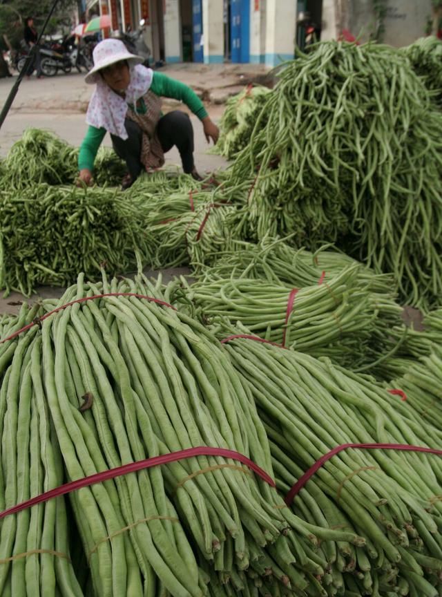 豇豆怎么种植,豇豆怎么种植适合什么肥图8