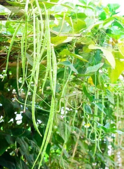 豇豆怎么种植,豇豆怎么种植适合什么肥图9