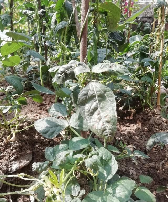 豇豆怎么种植,豇豆怎么种植适合什么肥图12