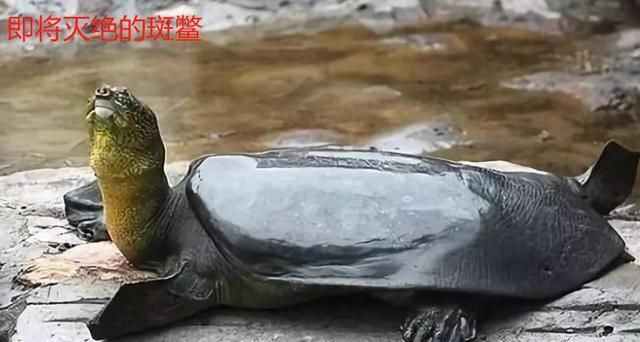 怎么吃甲鱼才最补,甲鱼怎么做才补虚图2