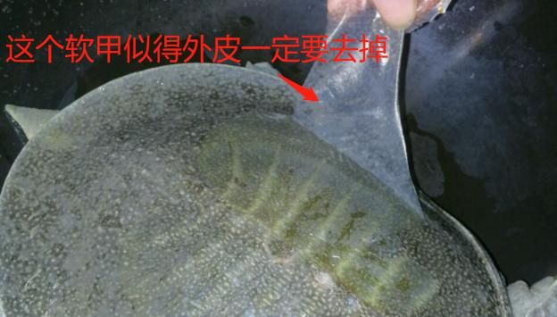 怎么吃甲鱼才最补,甲鱼怎么做才补虚图4