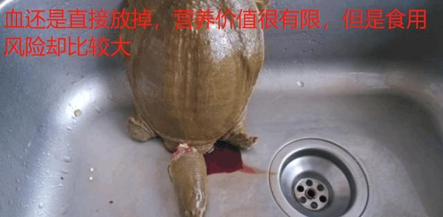 怎么吃甲鱼才最补,甲鱼怎么做才补虚图6