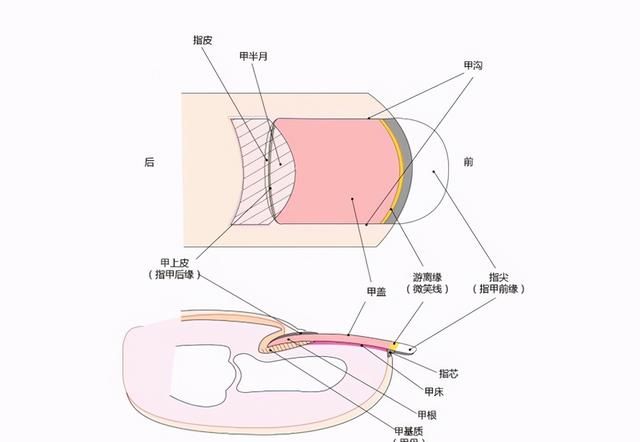 得了灰指甲该怎么治？医生教你三个绝招，帮你治好灰指甲不复发