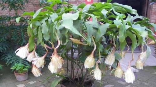 怎样养好昙花(怎样养好昙花盆景)图2